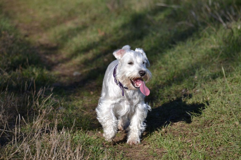 Accueil Elevage Du Domaine De Prescalix Eleveur De Chiens Schnauzer Miniature Mme Deschamps Maud