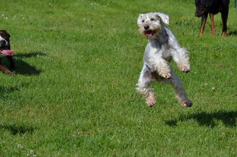 Publication : Du Domaine De Prescalix Auteur : STEPHANIE DESCHAMPS