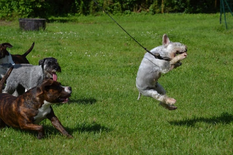 Publication : Du Domaine De Prescalix Auteur : STEPHANIE DESCHAMPS