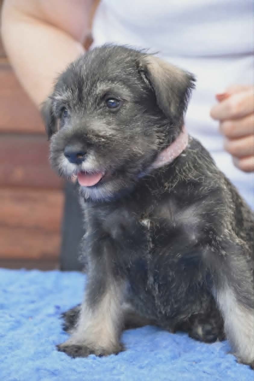 Balista - Schnauzer