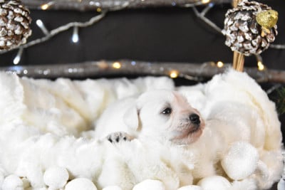 Les chiots de Schnauzer miniature
