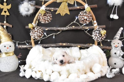 Les chiots de Schnauzer miniature