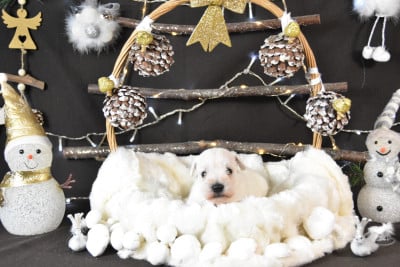 Les chiots de Schnauzer miniature