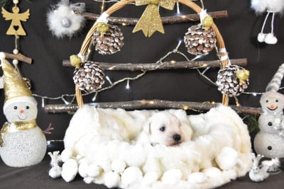 Les chiots de Schnauzer miniature