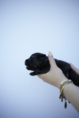 Les chiots de Schnauzer