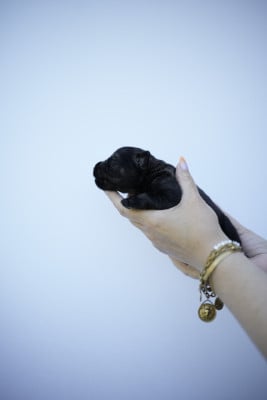 Les chiots de Schnauzer