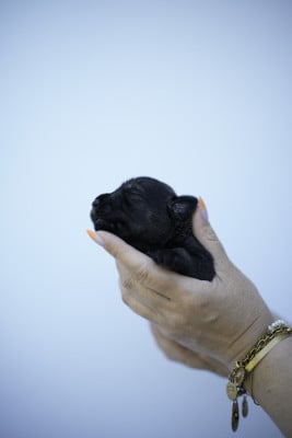 Les chiots de Schnauzer