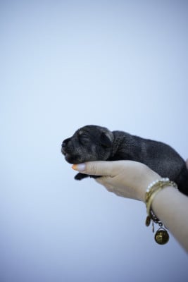 Les chiots de Schnauzer