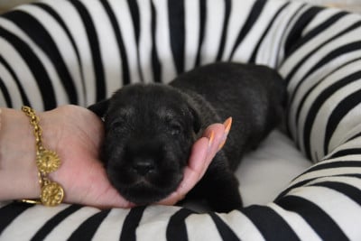 Les chiots de Schnauzer