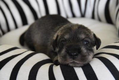 Les chiots de Schnauzer