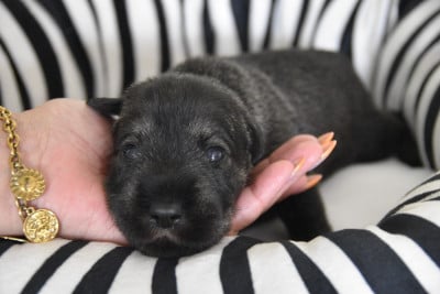 Les chiots de Schnauzer