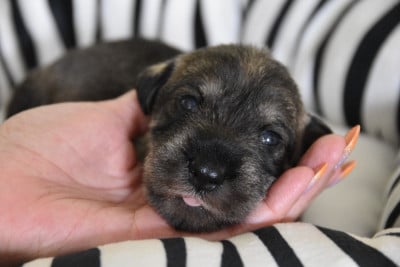 Les chiots de Schnauzer