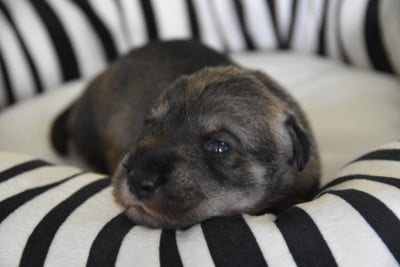 Les chiots de Schnauzer