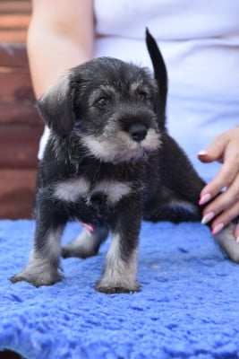 Les chiots de Schnauzer