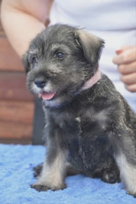 Les chiots de Schnauzer