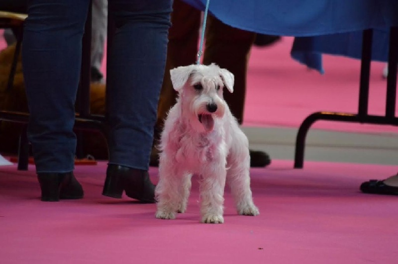 Caviar dit malicia gilthov's - Tres prometteur