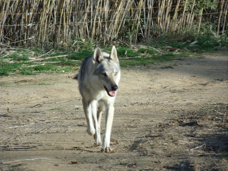 Eayla Passo del lupo
