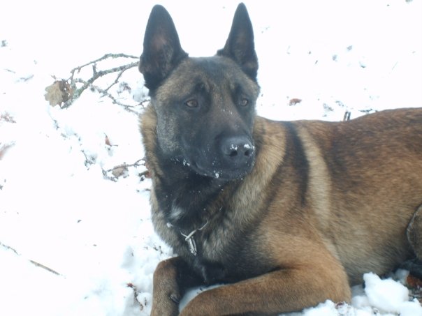 Artax des Plaines Du Minervois