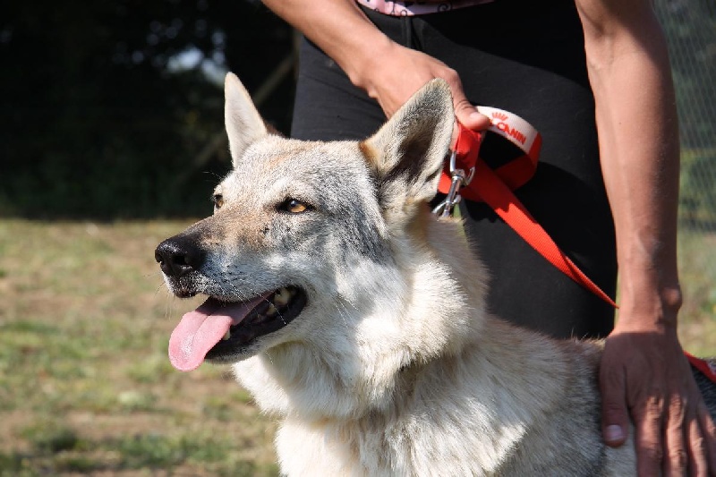 Eayla Passo del lupo