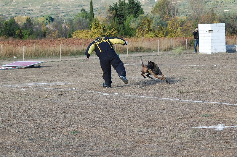 Artax des Plaines Du Minervois