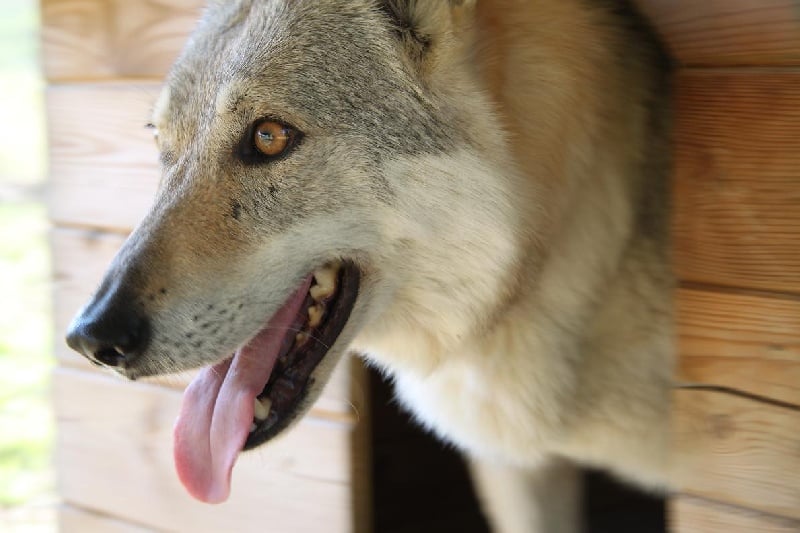 Eayla Passo del lupo