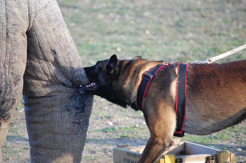 Artax des Plaines Du Minervois