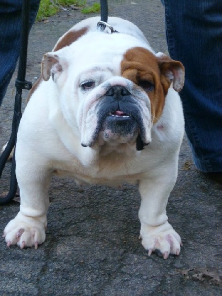 Publication : Sexy Bully Auteur : bullstaffs