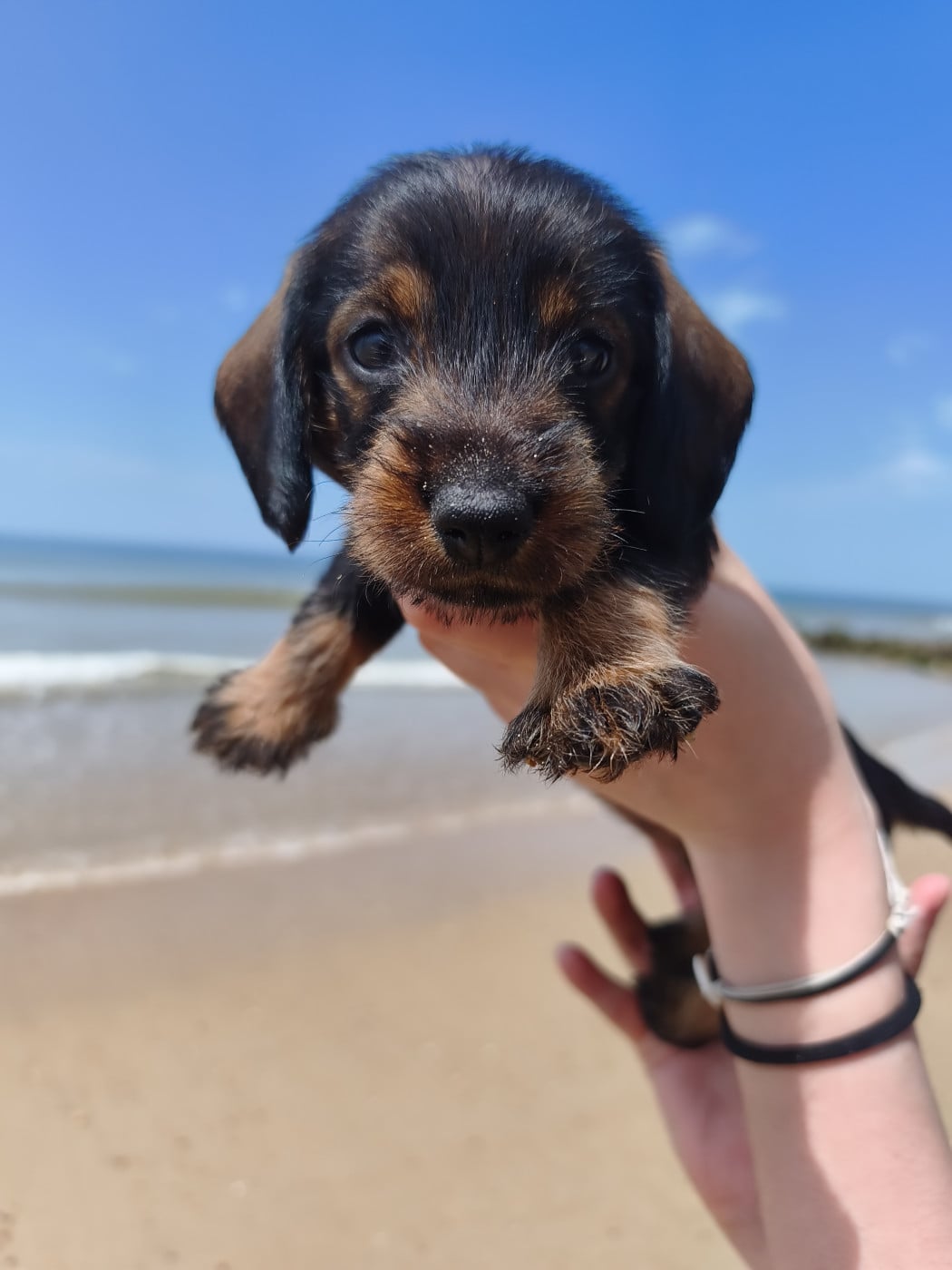 Chiot N°1 - Teckel poil dur