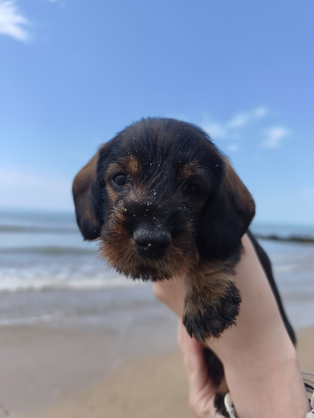 Chiot N°2 - Teckel poil dur