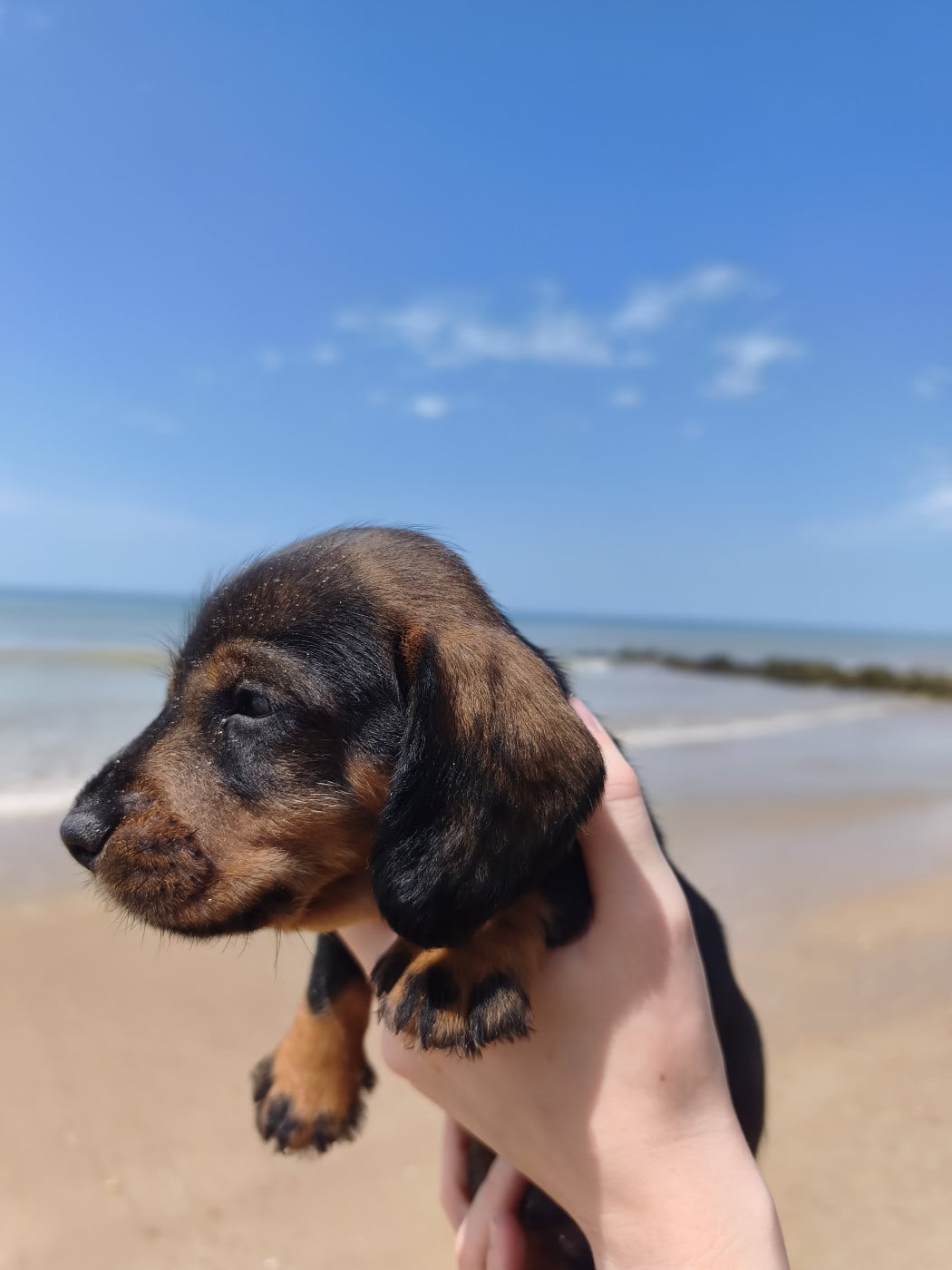 Chiot N°3 - Teckel poil dur
