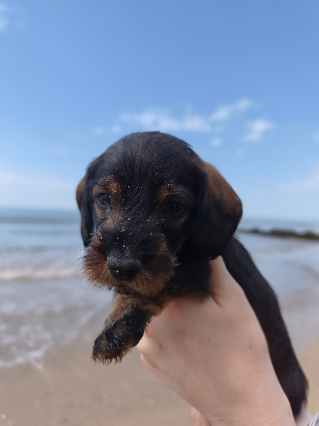 Chiot N°4 - Teckel poil dur