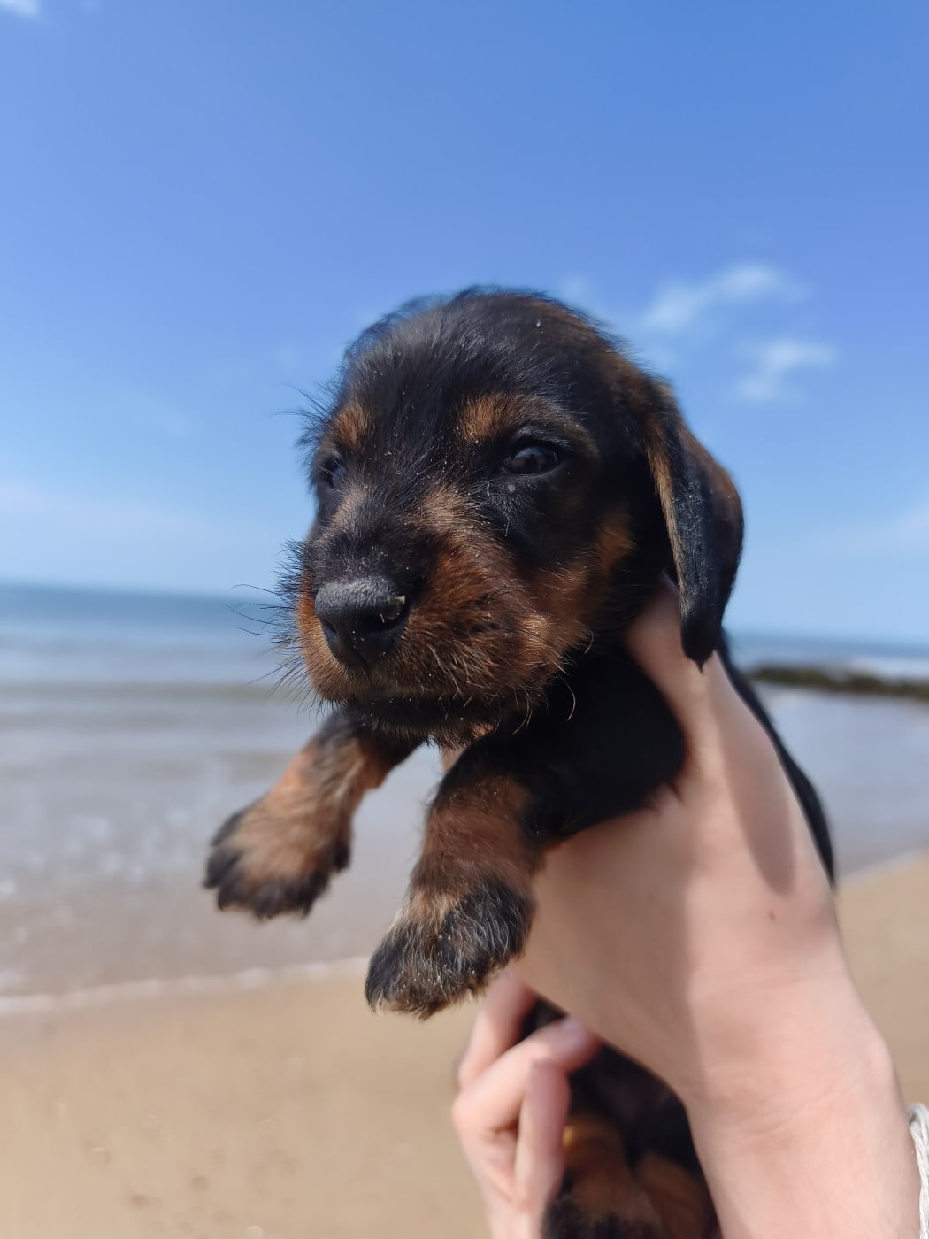 Chiot N°5 - Teckel poil dur