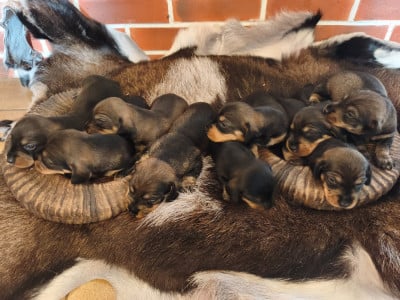 Les chiots de Teckel poil dur