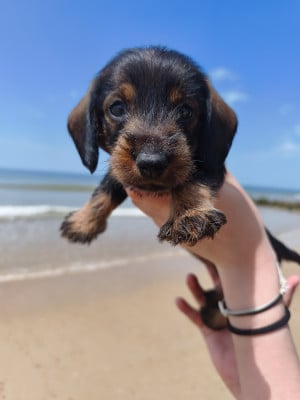 Les chiots de Teckel poil dur