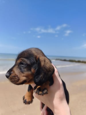 Les chiots de Teckel poil dur