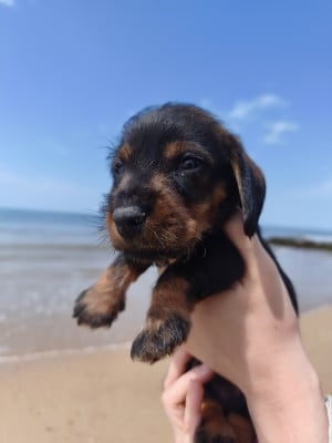 Les chiots de Teckel poil dur