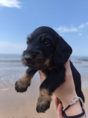 Les chiots de Teckel poil dur