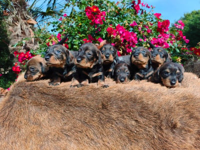 Les chiots de Teckel poil dur