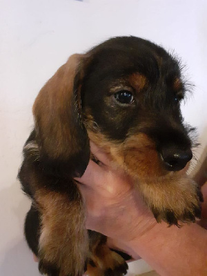 Les chiots de Teckel poil dur