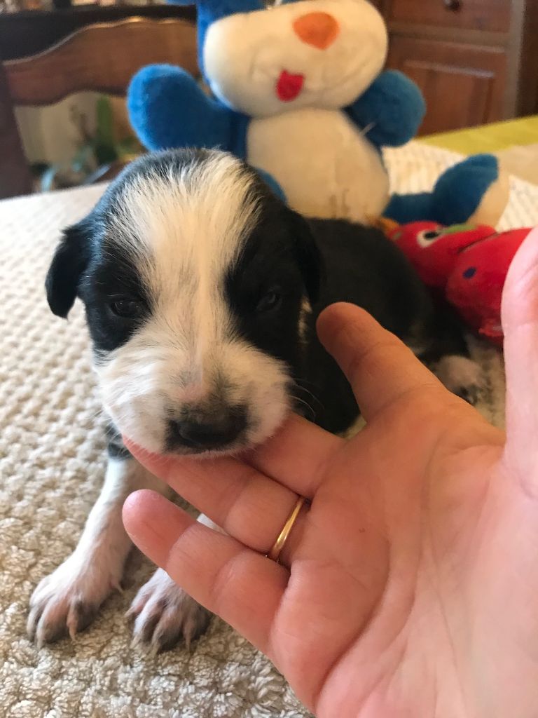 Chiot Border Collie, Mr gris, mâle disponible en Nouvelle