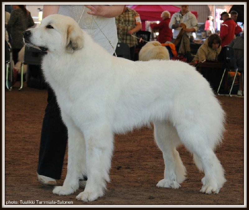 Publication : Echo De'chien