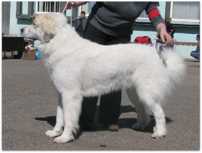 CH. Gabriella Mia La Joie Blanche - CAC+ BOB