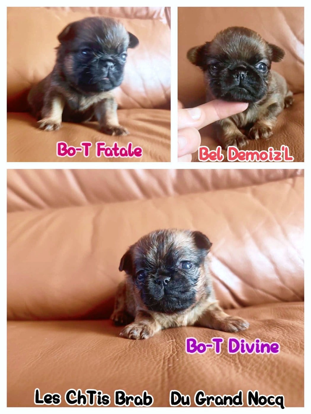 Petit Brabançon - Du Grand Nocq