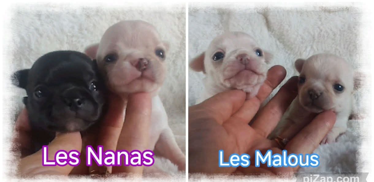 Chihuahua - Du Grand Nocq