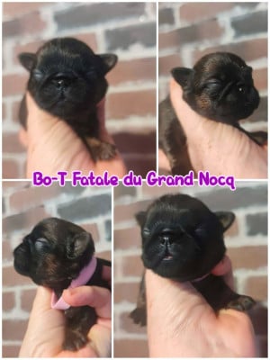 Les chiots de Petit Brabançon