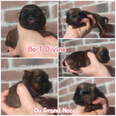 Les chiots de Petit Brabançon