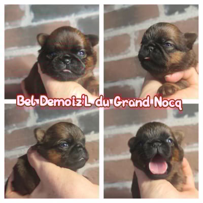 Les chiots de Petit Brabançon