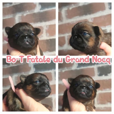 Les chiots de Petit Brabançon