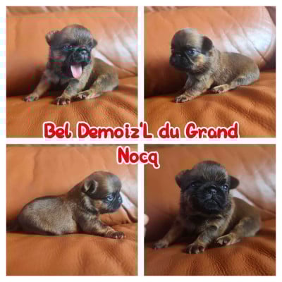 Les chiots de Petit Brabançon