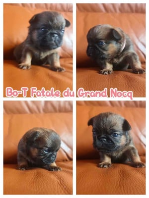 Les chiots de Petit Brabançon